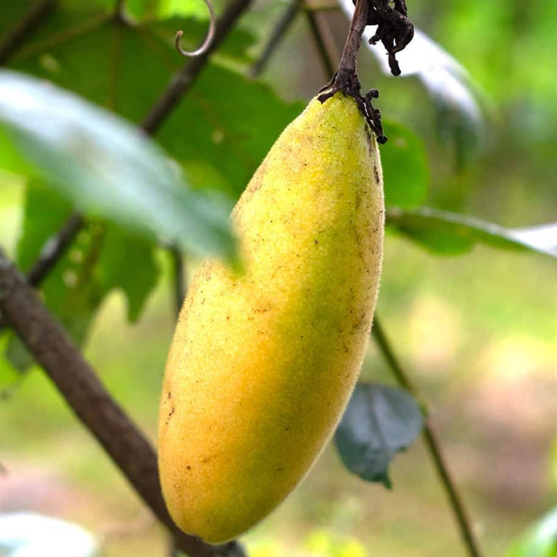 Banana Passion Passiflora Mollissima – Climbing Fruit Vine Seeds