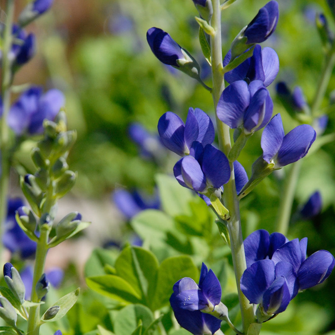 Blue Wild Indigo Flower Seeds – Baptisia australis for Natural Landscape Growing