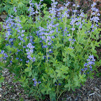 Blue Indigo, Baptisia australis Seeds for Ornamental Gardens