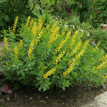 Wild Indigo Baptisia tinctoria perennial flowering plant with small yellow pea-shaped blossoms, gray-green compound leaves, and bushy growth in a flower garden