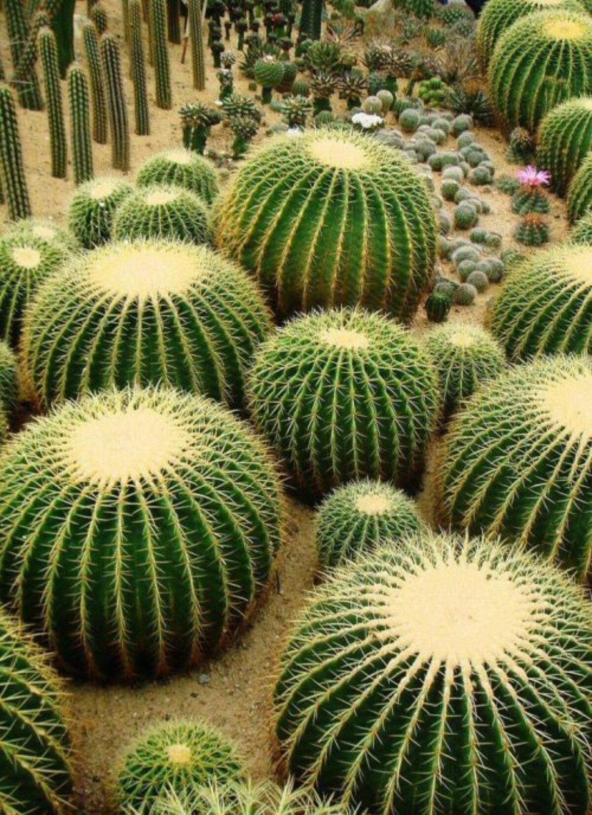 Golden Barrel Cactus Echinocactus Grusonii – Succulent Garden Seeds