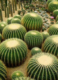 Golden Barrel Cactus Echinocactus Grusonii – Succulent Garden Seeds