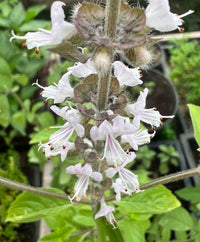 Kilimanjaro Basil Seeds Ocimum kilimandscharicum for Herb Gardens and Home Gardening
