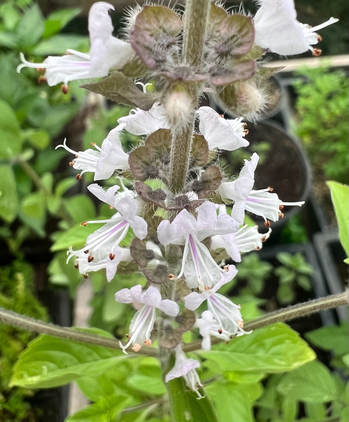 Kilimanjaro Basil Ocimum kilimandscharicum Seeds for Garden Planting and Herb Collections
