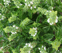 Basil Sweet Genovese Ocimum Basilicum – Herb Garden Seeds
