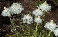 Bear Grass Seeds ,Xerophyllum tenax  for Ornamental Garden Planting