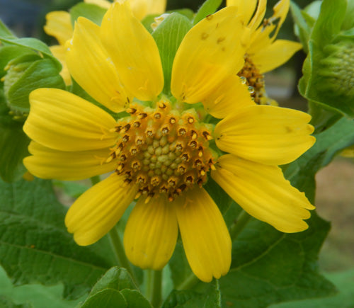Bearsfoot Polymnia uvedalia seeds for ornamental garden planting