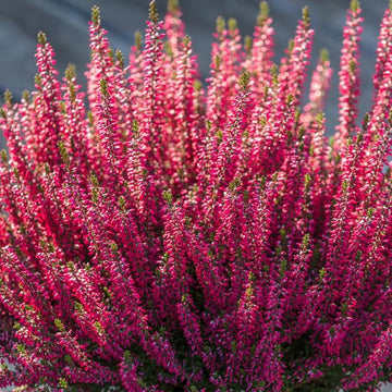 Common Heather Calluna vulgaris evergreen flowering shrub with delicate purple-pink blossoms, slender stems, and fine green foliage in a garden