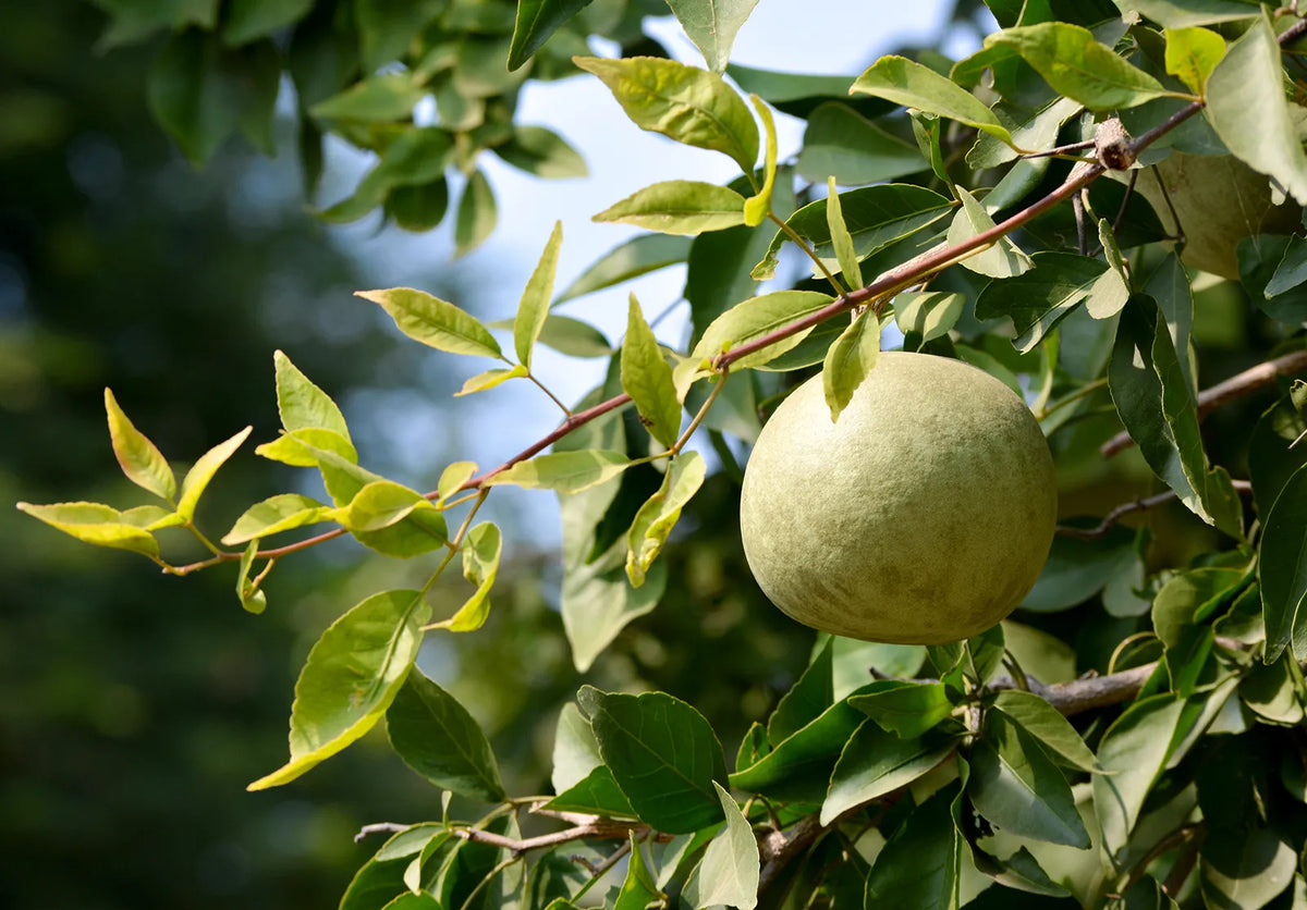 Aegle Marmelos – Indian Bael Fruit Shrub Tree Seeds