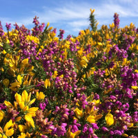 Common Gorse Plant (Ulex europaeus) – Heirloom, Non-GMO, Evergreen Shrub for Landscaping