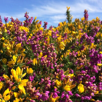 Common Gorse Plant (Ulex europaeus) – Heirloom, Non-GMO, Evergreen Shrub for Landscaping