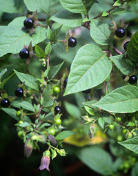 Atropa belladonna official belladonna seeds for botanical planting
