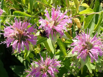Bergamot, Lavender, Lemon, Sweetleaf and Yellow Dotted Mint seeds for herb gardening
