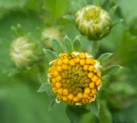 Bidens Pilosa Seeds for Home Gardening, Herb Gardens, Natural Landscapes, and Botanical Plant Collections