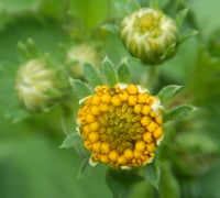 Bidens pilosa organic seeds for botanical gardening