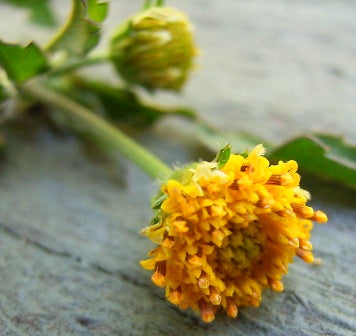 Bidens pilosa organic seeds for garden planting and botanical collections