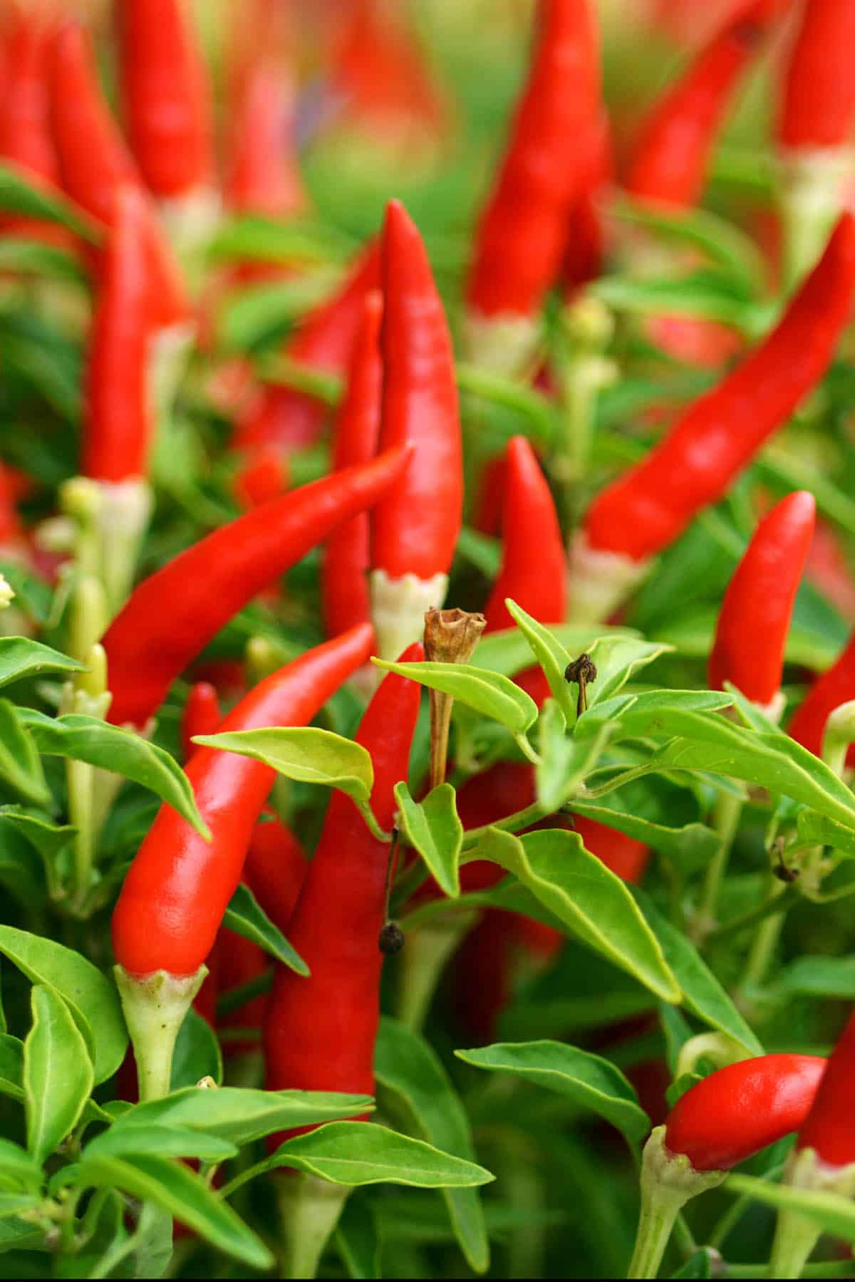 Xigole Pepper Planting Seeds – Capsicum frutescens Garden Seeds