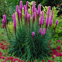Blazing Star Gayfeather Liatris Spicata – Tall Perennial Flower Seeds