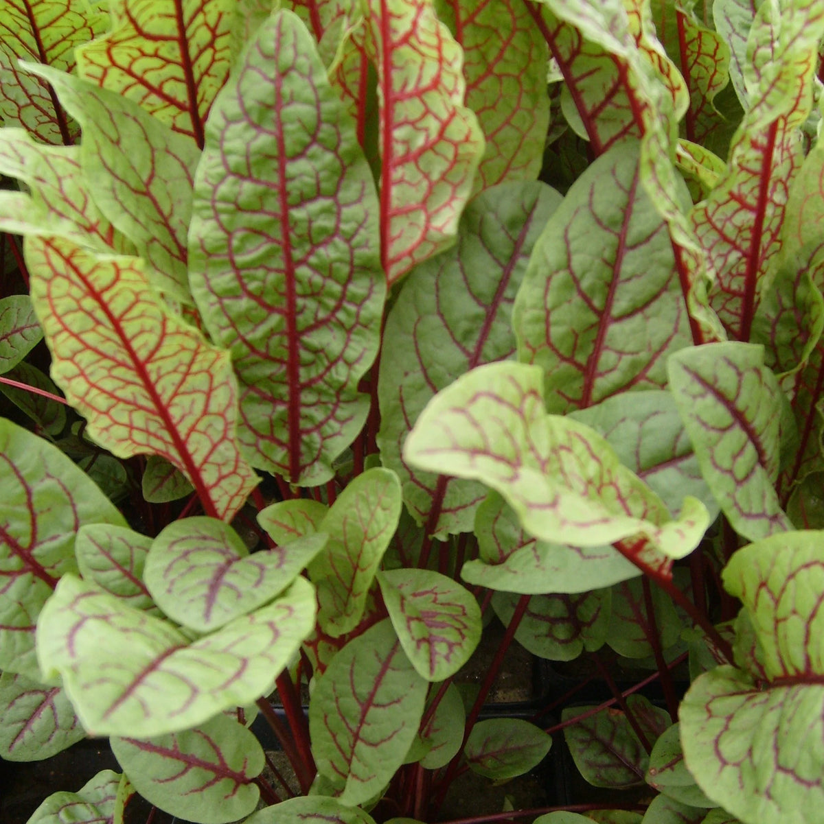 Ornamental Red-Veined Dock leaves showing contrasting red and purple vein patterns.