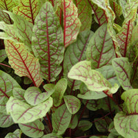 Ornamental Red-Veined Dock leaves showing contrasting red and purple vein patterns.
