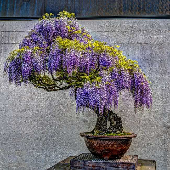 Flowering Bonsai Tree Seed Mix – Wisteria, Judas Tree, Jacaranda
