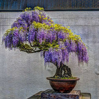 Flowering Bonsai Tree Seed Mix – Wisteria, Judas Tree, Jacaranda