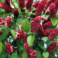 Pachystachys Red Shrimp Plant Seeds – Compact Tropical Flowering Plant for Gardens
