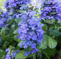 Bugle Ajuga reptans seeds for ground cover and ornamental gardens