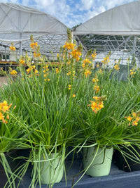 Burn Jelly Plant Bulbine frutescens seeds for ornamental gardening