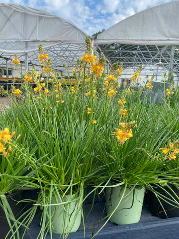 Burn Jelly Plant Bulbine frutescens seeds for ornamental gardening