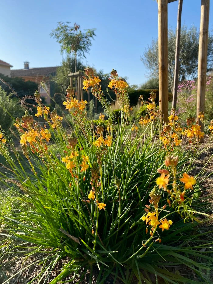 Bulbine Burn Jelly Plant with fleshy green leaves and flowering stalks