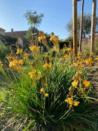 Bulbine Burn Jelly Plant with fleshy green leaves and flowering stalks