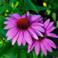 Purple Coneflower Echinacea purpurea with purple petals and a prominent central cone.