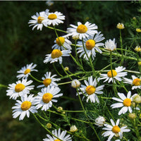 German Chamomile plant with fine green foliage and white petals surrounding yellow flower centers