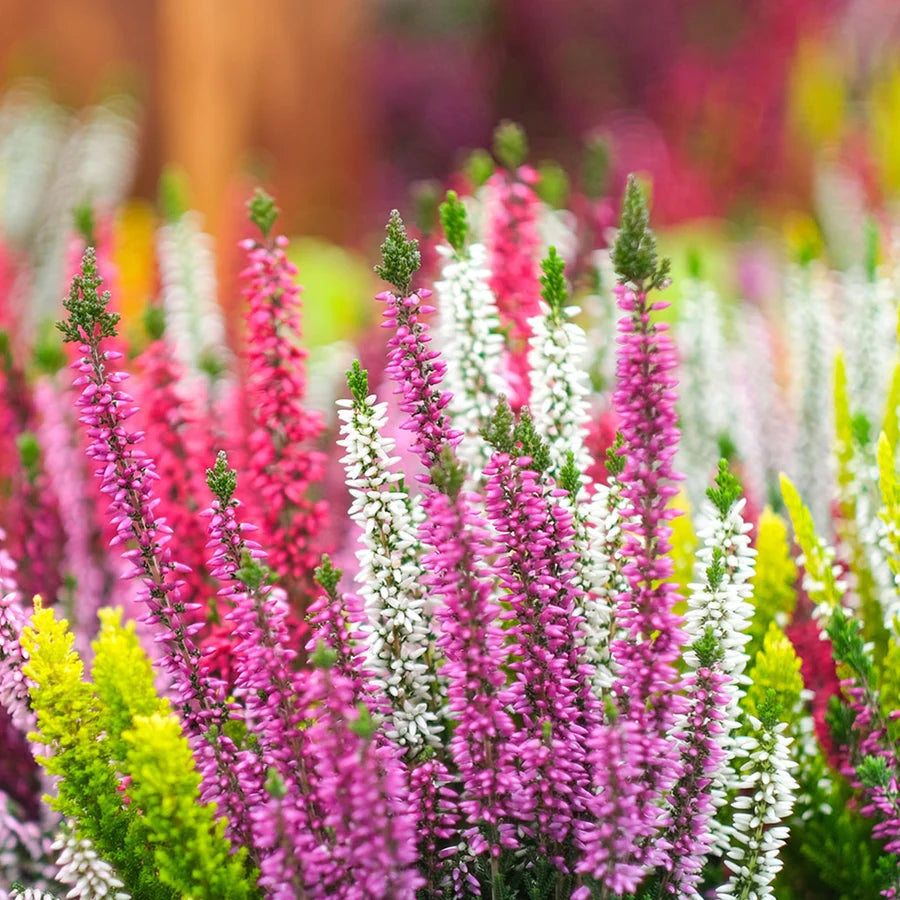 Heather, Calluna vulgaris Seeds for Natural Flower Gardens