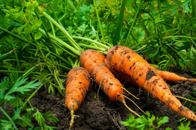 Carrot Denvers Daucus Carota – Vegetable Garden Seeds