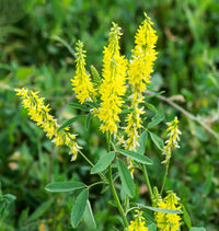 Melilotus officinalis Yellow Melilot Organic Garden Seeds