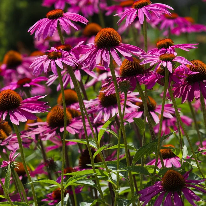 Purple Coneflower Echinacea purpurea showing purple petals and a prominent central flower cone.