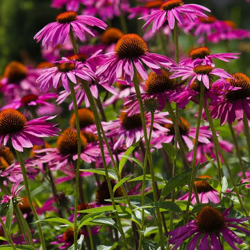Purple Coneflower Echinacea purpurea showing purple petals and a prominent central flower cone.