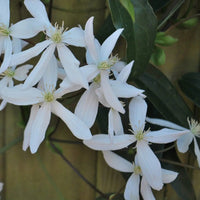 Clematis ‘Snowdrift’ Flower Seeds – Heirloom, Non-GMO, White Blooming Climbing Variety