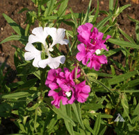 Deerhorn Clarkia – Colorful Wildflower Seeds
