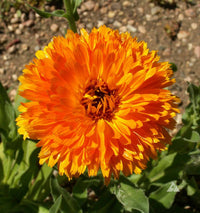 Orange calendula flowers growing in an ornamental home garden
