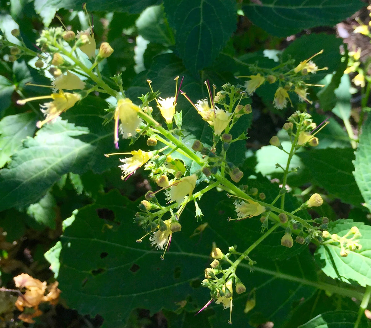 Stoneroot Collinsonia canadensis Seeds for Native Plant Gardens and Woodland Herb Cultivation