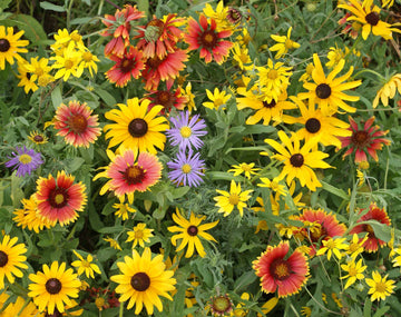 Honey Source Wildflower Mix – Pollinator Friendly Annual Flower Seeds