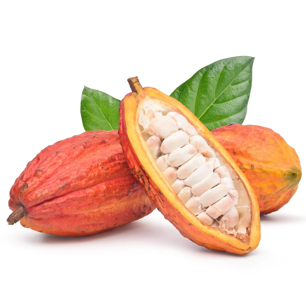 Red Cocoa Pod Variant Seeds for Growing — Tropical Cacao Pod Plant Seeds