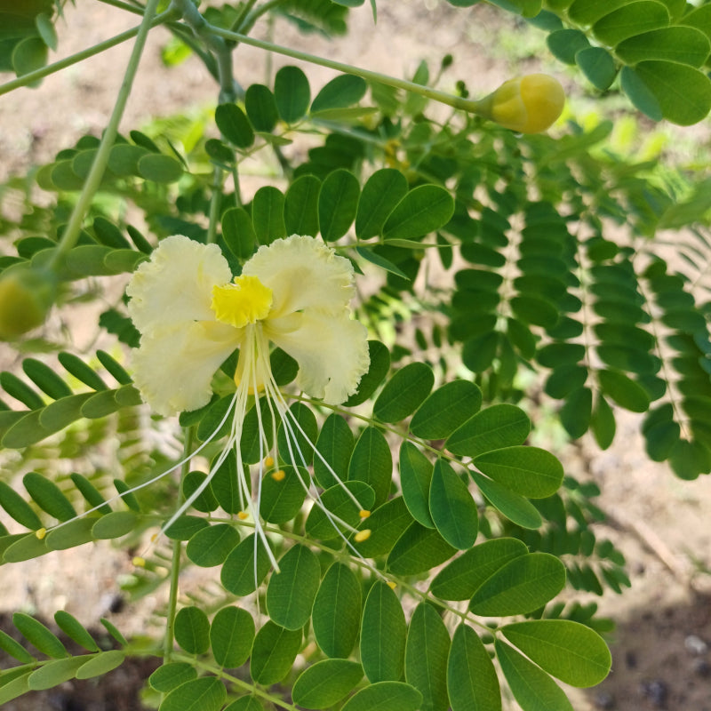 Caesalpinia Pulcherrima White – Bird of Paradise Shrub Seeds