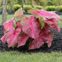 Caladium bicolor ‘Fannie Munson’ Ornamental Plant with Pink and Green Foliage