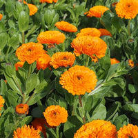 Orange Calendula flowering plants for ornamental flower beds and garden borders