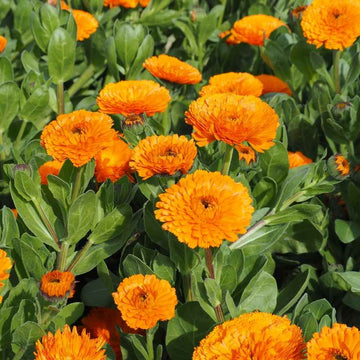 Essential Medicinals Orange Calendula flower seeds for garden planting