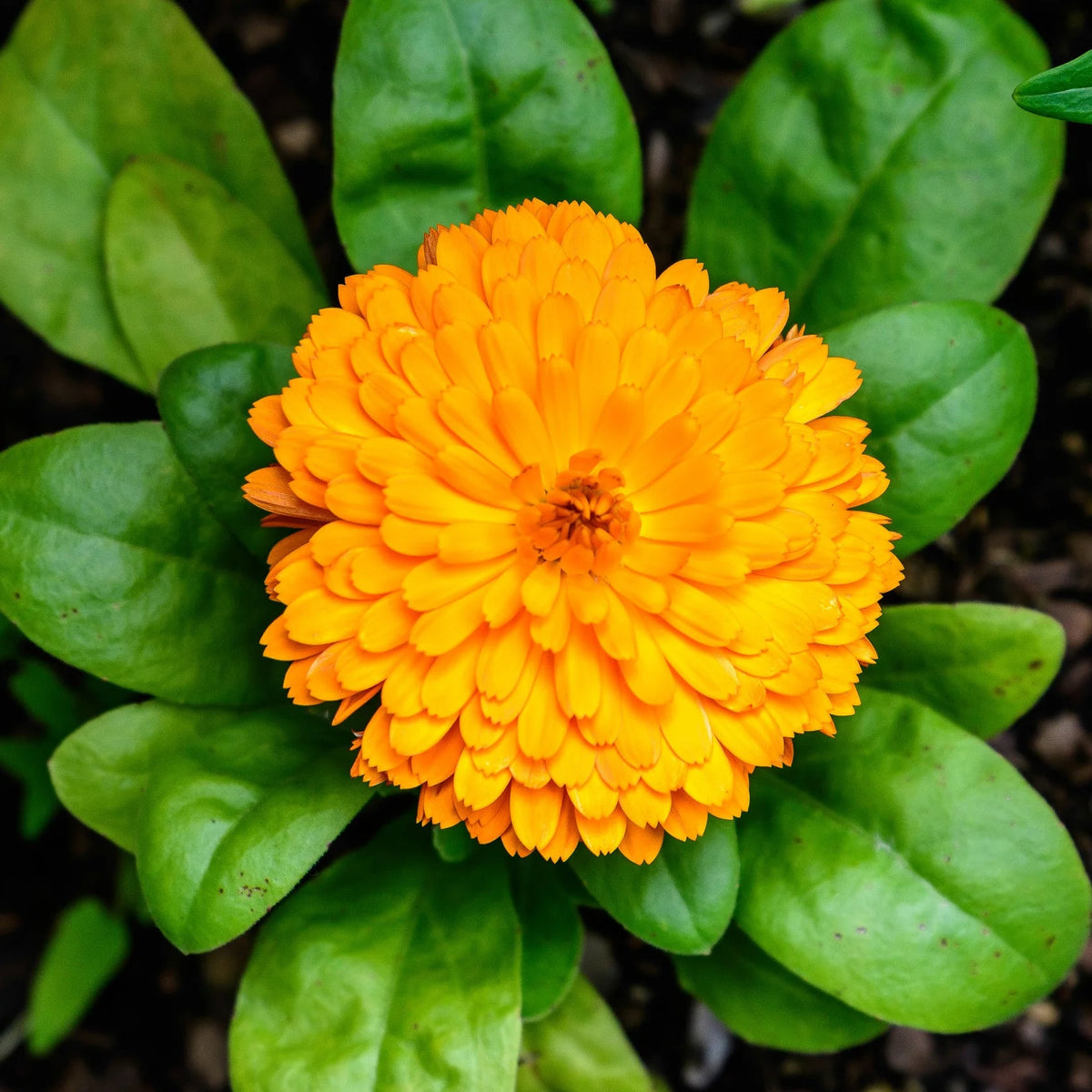 Orange Calendula flowering plants for garden borders and colorful landscapes